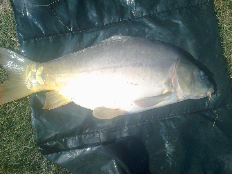 Sustra 2012 jud Timis - 05092012635.jpg